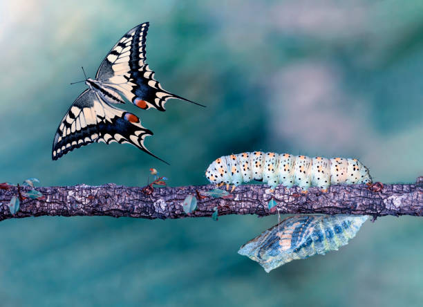 istock Monarch Butterfly , caterpillar, pupa and emerging with clipping path. 1369982022