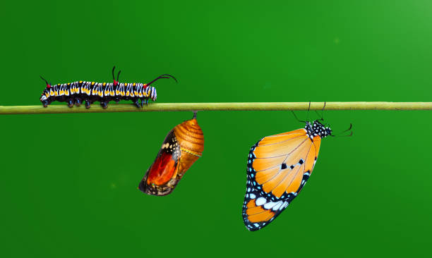 istock Monarch Butterfly , caterpillar, pupa and emerging with clipping path. 1369982260