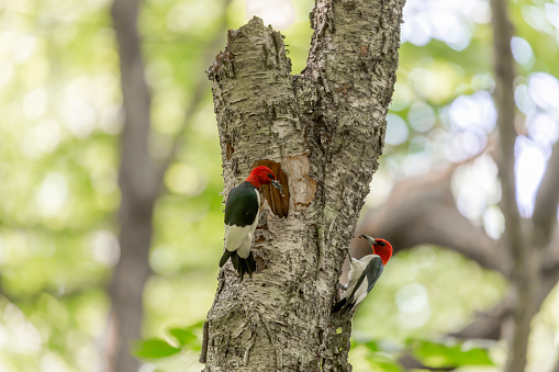 The red-headed woodpecker . Nesting couple near the cavity with juveniles