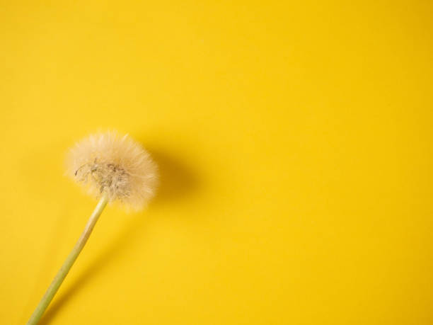 istock White dandelion blowball on yellow background, copy space 1369982659