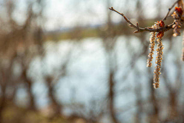 peaceful lakeside scene with early spring buds and reeds against a backdrop of bare trees and a bright blue sky, capturing a serene transition to spring in a forested area. crisp, airy, vibrant