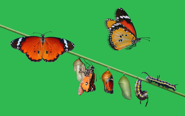 istock Monarch Butterfly , caterpillar, pupa and emerging with clipping path. 1369982721