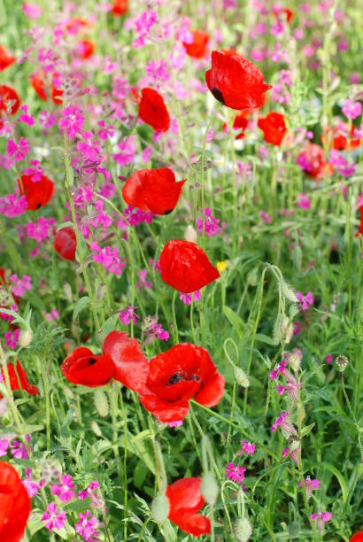 meadow in the spring  and summer with red poppy seeds, blooming flowers - oriental poppy poppy close up purple imagens e fotografias de stock