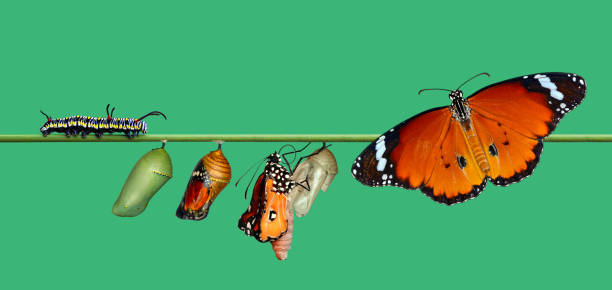 istock Monarch Butterfly , caterpillar, pupa and emerging with clipping path. 1369983601