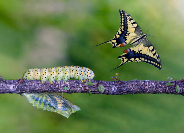 papillon monarque, chenille, nymphe et émergence avec chemin de coupe. - butterfly monarch butterfly spring isolated photos et images de collection