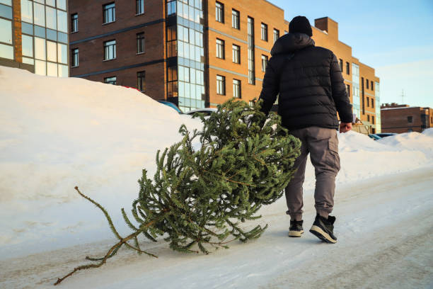 A man drags an used Christmas tree to the dumpster. After Christmas. Snowy winter. Outdoors. Selective focus stock photo