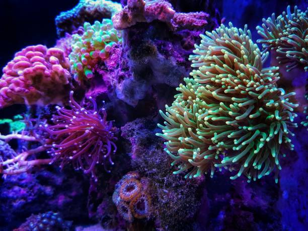 Euphyllia Ancora - Hammer coral, Large stony polyps stock photo