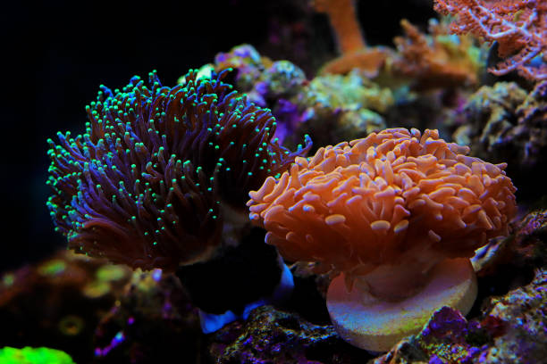 istock Euphyllia Ancora - Hammer coral, Large stony polyps 1369986113