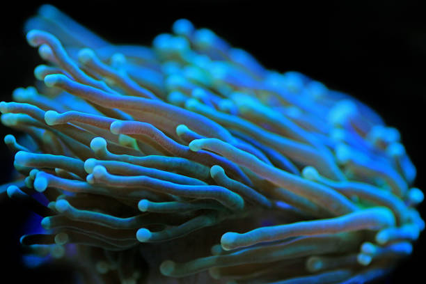 Euphyllia ancora is a species of hard coral in the family Caryophylliidae. It is known by several common names, including anchor coral and hammer coral, or less frequently as sausage coral, ridge coral, or bubble honeycomb coral.