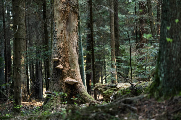 Fir forest. Rotten tree.