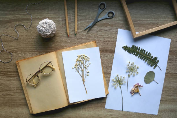 dokonywanie herbarium - herbarium zdjęcia i obrazy z banku zdjęć