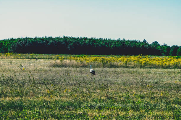 A stork in a dry field in summer.