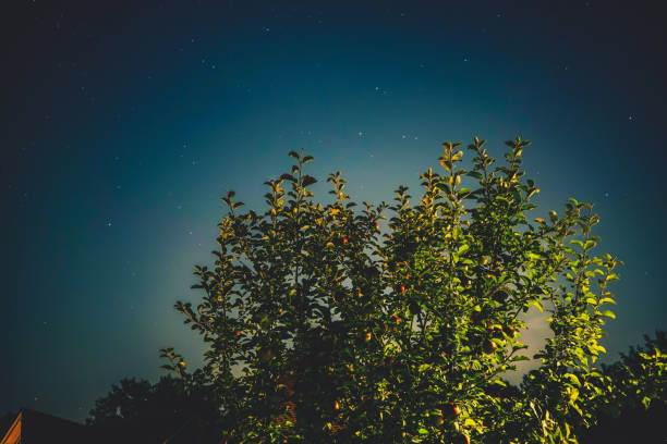 An apple tree in the evening sky in Germany. stock photo