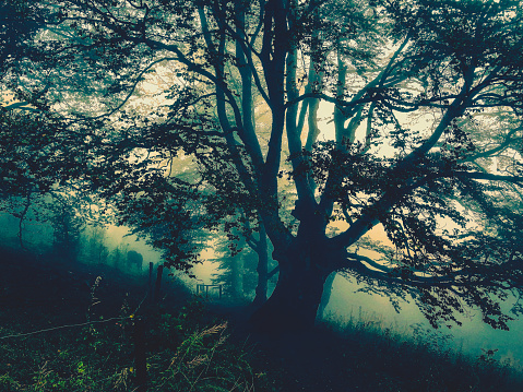 Trees in the Black Forest in Germany with fog.