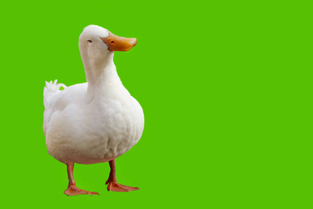 A large white duck with an orange beak looks at the camera with its head tilted. Attentive and interested poultry. Full length photo with selective focus on a green background.