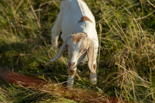 Close up portrait of a white little goat cub grazing in a grass field