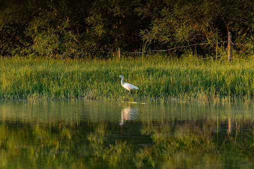 Close up view of a white little egret moving in the water in search for food inside a natural reserve at sunset