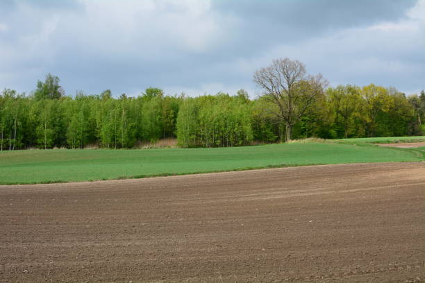 istock view of the field and the forest 1369994175