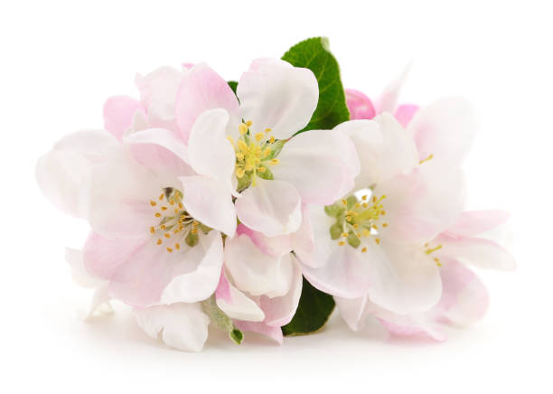 istock Apple flowers with leaves. 1369994391