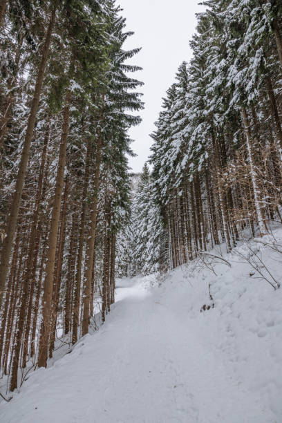 istock high coniferous trees in a mountain forest at winter with the environment completely covered in snow 1369995248