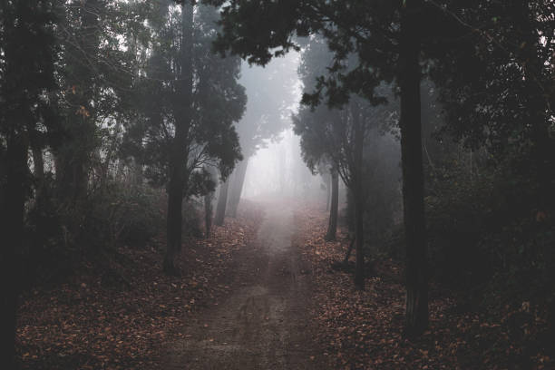 istock view over an offroad path passing between dark trees at evening during misty weather at winter 1369995461