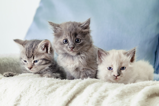 Many kittens. Beautiful fluffy 3 kittens lay on white blanket against a blue background. Gray white and tabby kitten. Different cats pets lie on sofa at home.