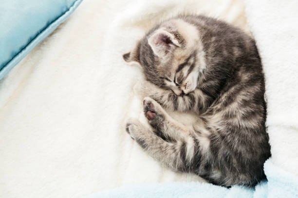 istock Striped tabby kitten sleeping curl up on white fluffy blanket. Beautiful fluffy cute gray kitten. Cat, animal baby, kitten lies on white plaid. Top view copy space 1369995558