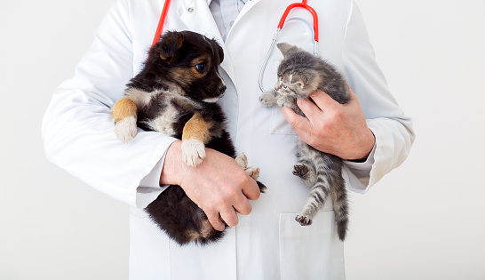 Gato y perro en manos del médico veterinario. El médico veterinario mantiene al gatito y al cachorro en manos con bata blanca con estetoscopio. Mascotas bebés en clínica veterinaria. concepto de medicina. photo