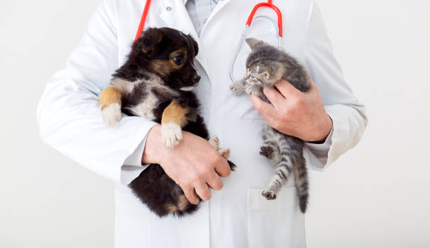 gatto e cane nelle mani del medico veterinario. il medico veterinario tiene il gattino e il cucciolo in mano in camice bianco con stetoscopio. animali domestici in clinica veterinaria. concetto di medicina. - vet foto e immagini stock