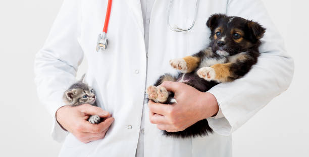 kätzchenwelpe in arzt hände tierklinik. katzenhund beim tierarzt-check-up. tierarzt hält kätzchen, welpe zur überprüfung der gesundheit, säugetiertiere haustiere. tierarzt mit stethoskop. langes webbanner auf weiß - white domestic cat kitten young animal stock-fotos und bilder