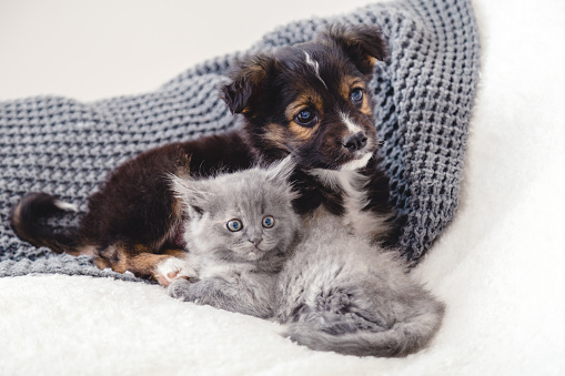 Kitten and puppy. Group of two small animals lie together on bed. Sad gray kitten and black puppy on white blanket alone at home. Cat dog friends. Beautiful animal children.