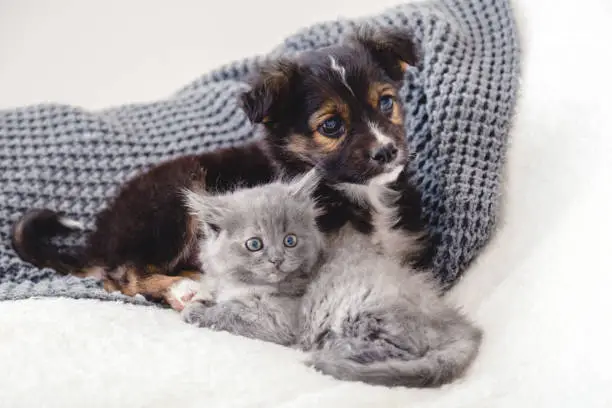 Photo of Kitten and puppy. Group of two small animals lie together on bed. Sad gray kitten and black puppy on white blanket alone at home. Cat dog friends. Beautiful animal children