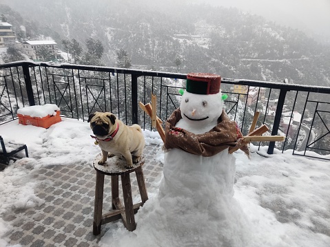 Pug with snowman