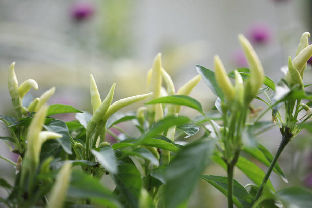 Bird's eye chili pepper plants growing