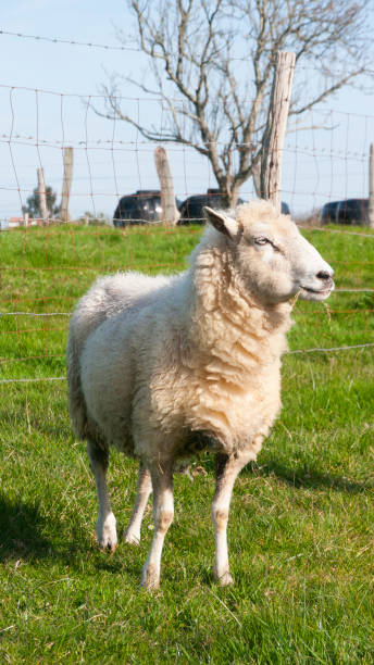 istock White sheep in green field 1369997408