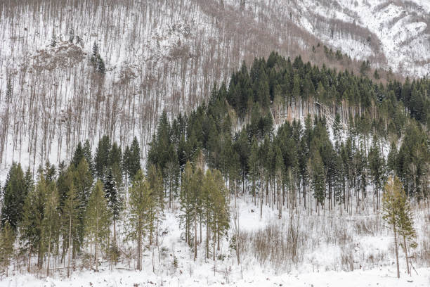 close up view on a mountain forest with snowy ground at winter. Friuli Venezia Giulia, Italy