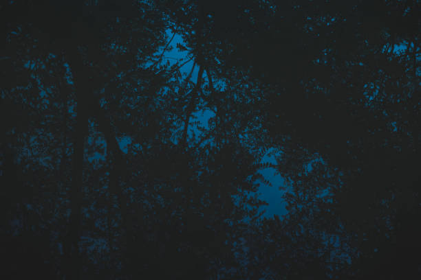 istock dark forest at evening seen upside down reflected in a pond, horror and fear concepts 1369997965