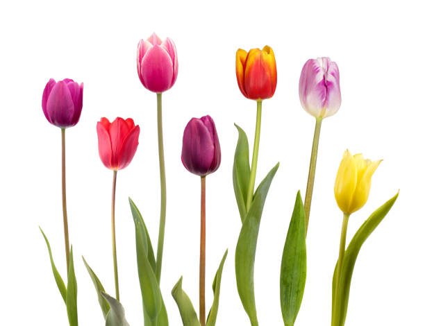 Seven different color  tulips Seven different color  tulips isolated on white background tulip petals stock pictures, royalty-free photos & images