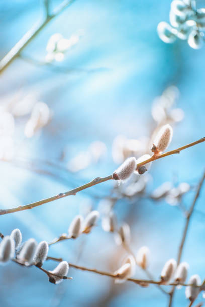 istock Spring branches of pussy willow on colorful blurred background 1369998085