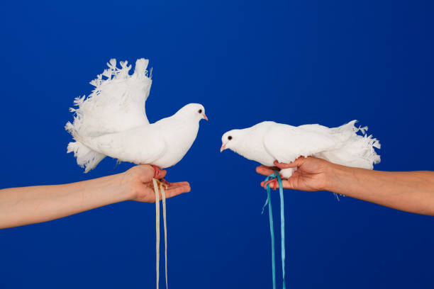 istock Two white doves in hand on a blue background 1369999283