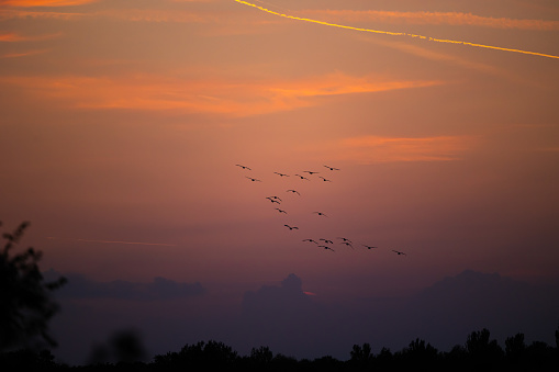 Close up view of a birds flock while flying in the sky at sundown