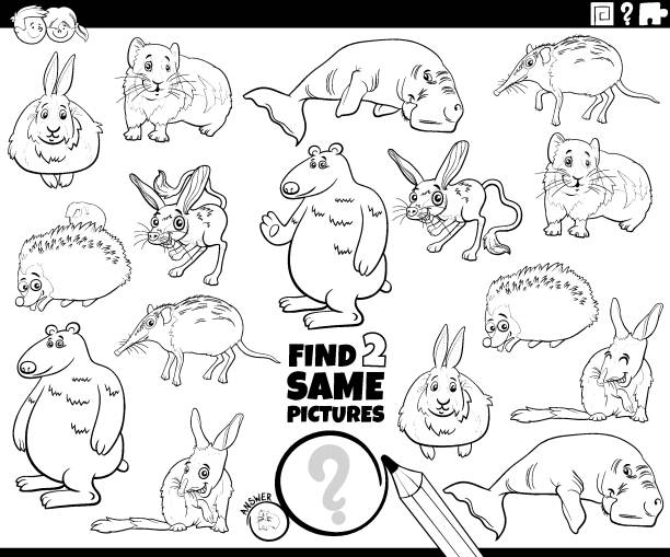 ilustrações, clipart, desenhos animados e ícones de encontrar dois mesmos animais cômicos página de livro de colorir - bilby