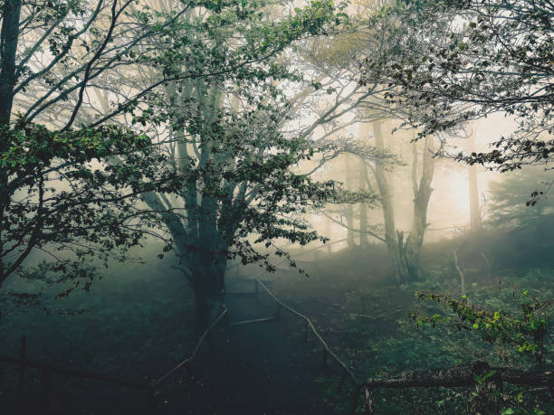 istock Path through the Black Forest in Germany with fog. 1370001333