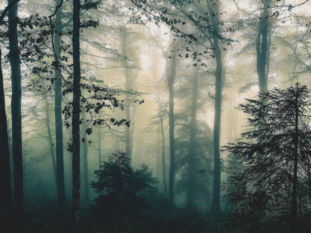 istock The Black Forest in Germany with fog. 1370001456