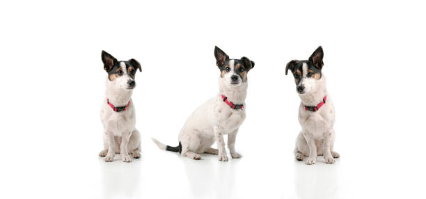 istock Jack Russel Terrier cross dogs on a white background in studio 1370002042