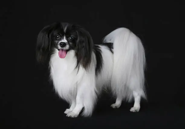 A full view of a standing Papillon dog isolated on a black background in studio
