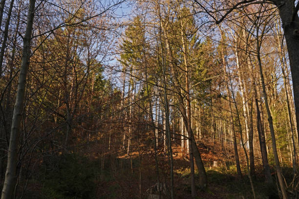 istock winter nature in the mill valley in Eisenberg 1370002486