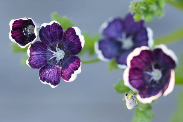 babyblaue augenblumen auch penny black genannt nahaufnahme - flower head annual beauty close up stock-fotos und bilder