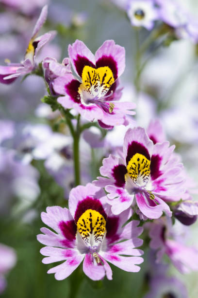 Orquídeas Rosadas - Banco de fotos e imágenes de stock - iStock