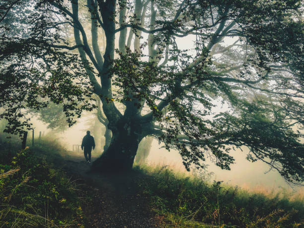 istock I walk under a big tree in the strong fog. 1370003601